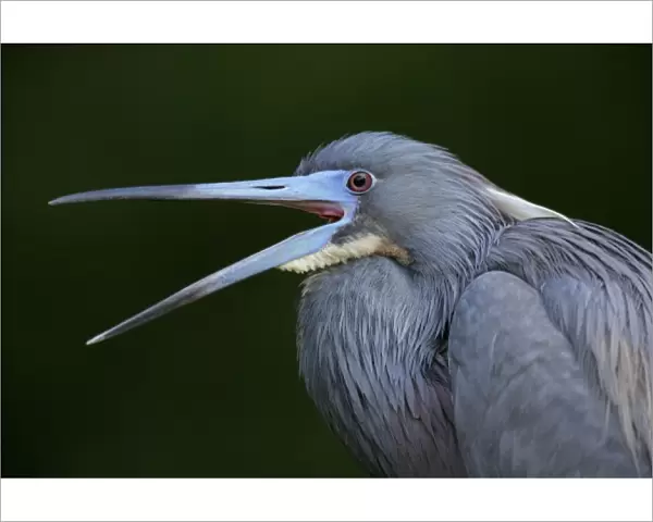 USA, Florida. Yawning tricolored heron in breeding plumage