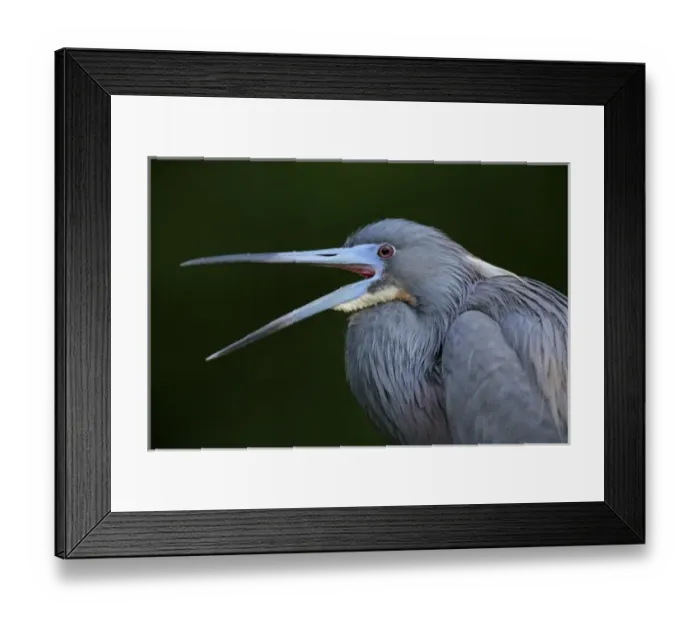 Framed Print : USA, Florida. Yawning tricolored heron in breeding plumage Framed Print : USA, Florida. Yawning tricolored heron in breeding plumage