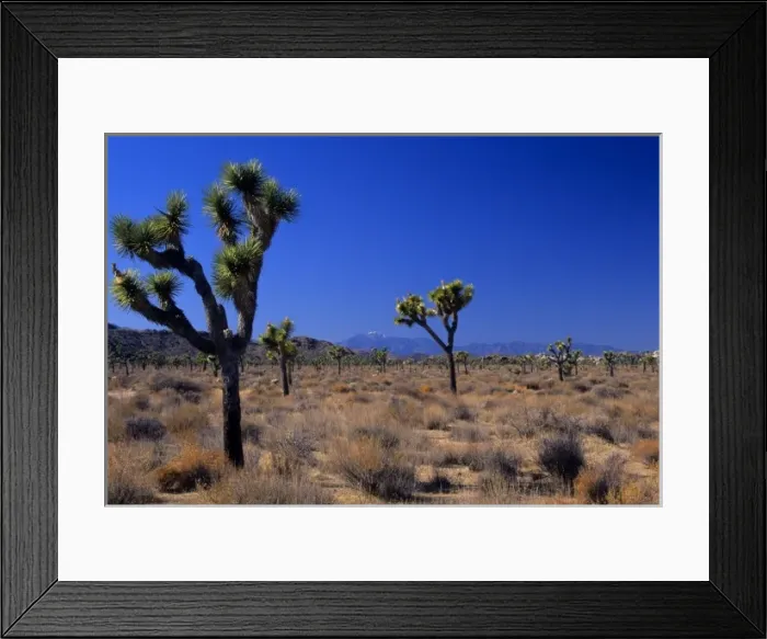 Framed Print : California: Joshua Tree Monument, Queen Valley, Joshua trees ( Yucca brevifolia )