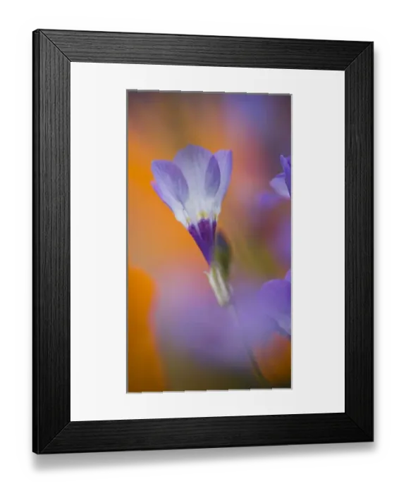 Framed Print : USA, California, Antelope Valley, Gilia flower close-up Framed Print : USA, California, Antelope Valley, Gilia flower close-up