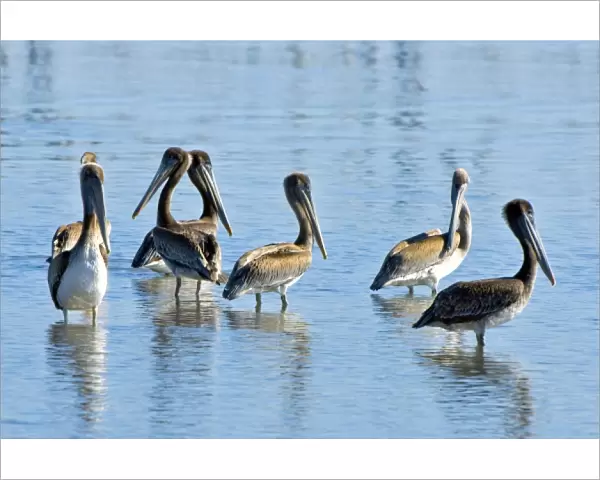 Brown pelicans, Pelecanus occidentalis, Moss Landing, Monterey Bay, California