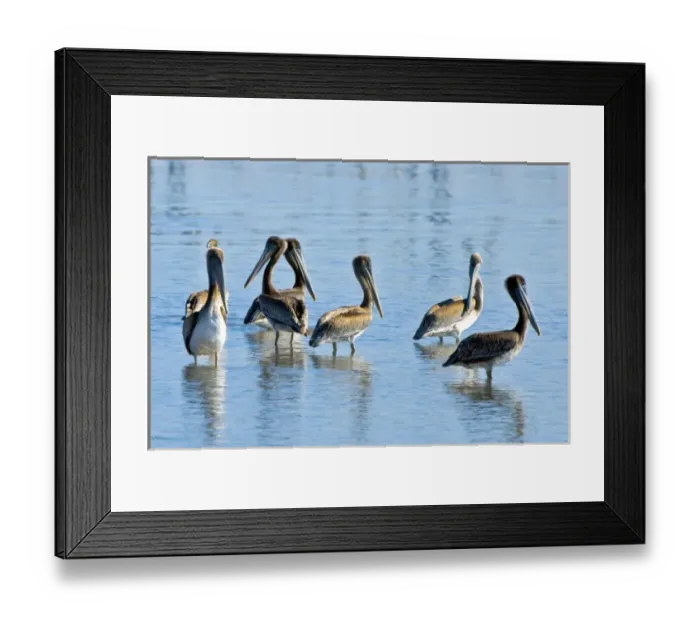 Framed Print : Brown pelicans, Pelecanus occidentalis, Moss Landing, Monterey Bay, California