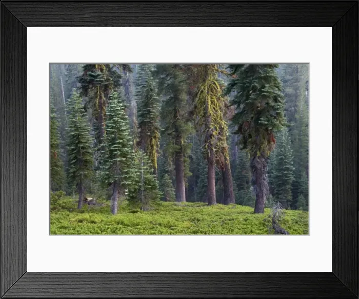 Framed Print : USA, North America, California