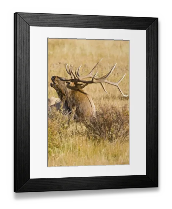 Framed Print : USA, North America, Colorado Framed Print : USA, North America, Colorado
