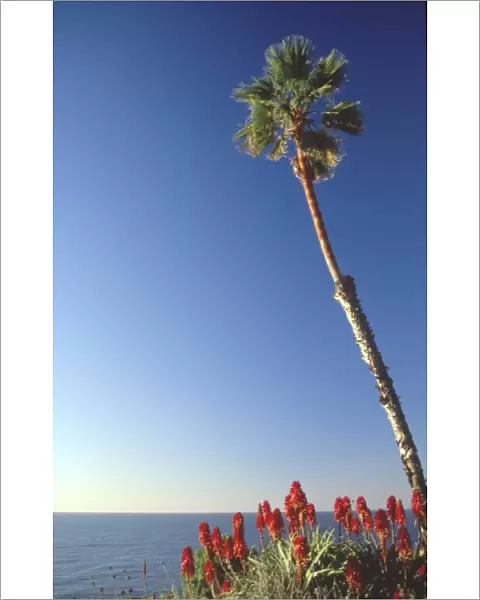 Palm Trees Over Beach, Scripps Institution of Oceanography, La Jolla, California, US