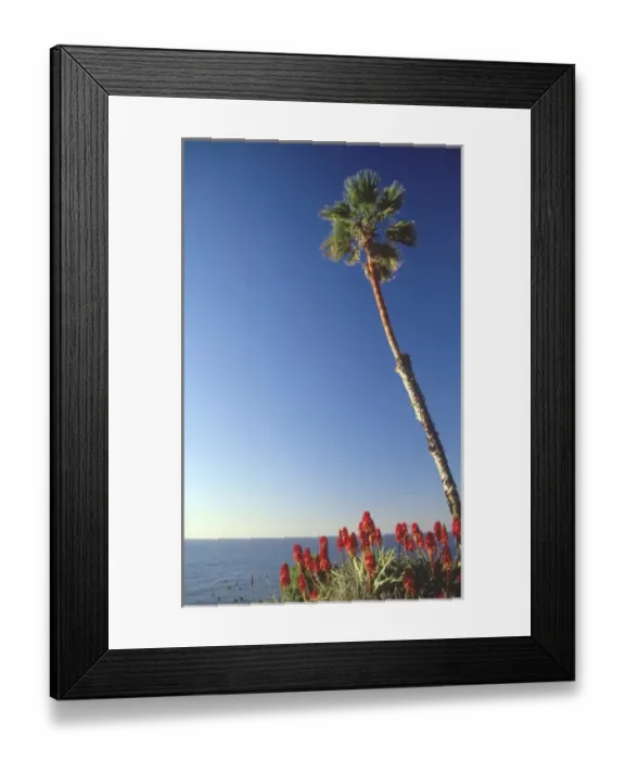 Framed Print : Palm Trees Over Beach, Scripps Institution of Oceanography, La Jolla, California, US Framed Print : Palm Trees Over Beach, Scripps Institution of Oceanography, La Jolla, California, US