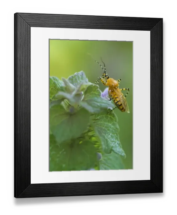 Framed Print : USA, North America, Arkansas Framed Print : USA, North America, Arkansas
