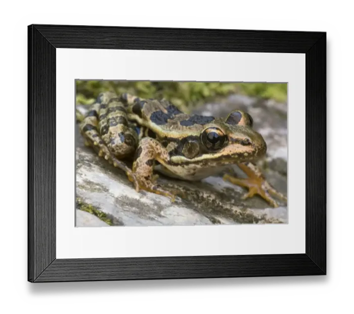 Framed Print : USA, North America, Arkansas Framed Print : USA, North America, Arkansas