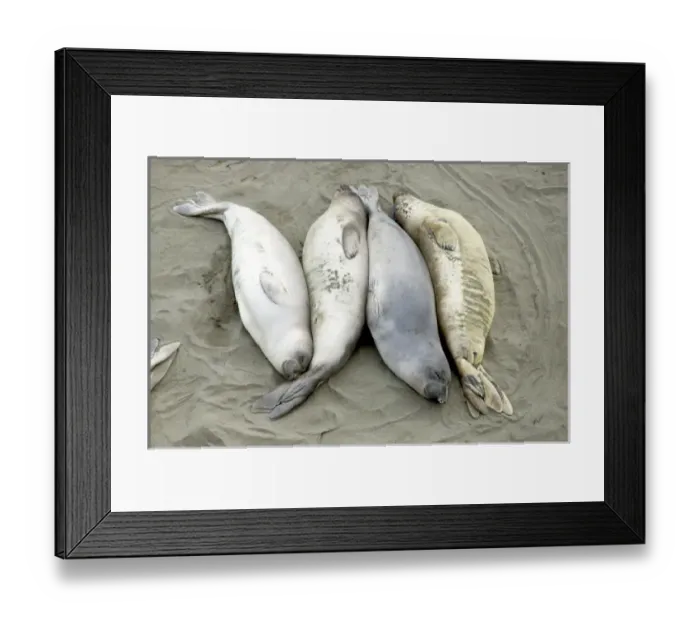 Framed Print : Northern elephant seals, Mirounga angustirostris, San Simeon State Park, California Framed Print : Northern elephant seals, Mirounga angustirostris, San Simeon State Park, California