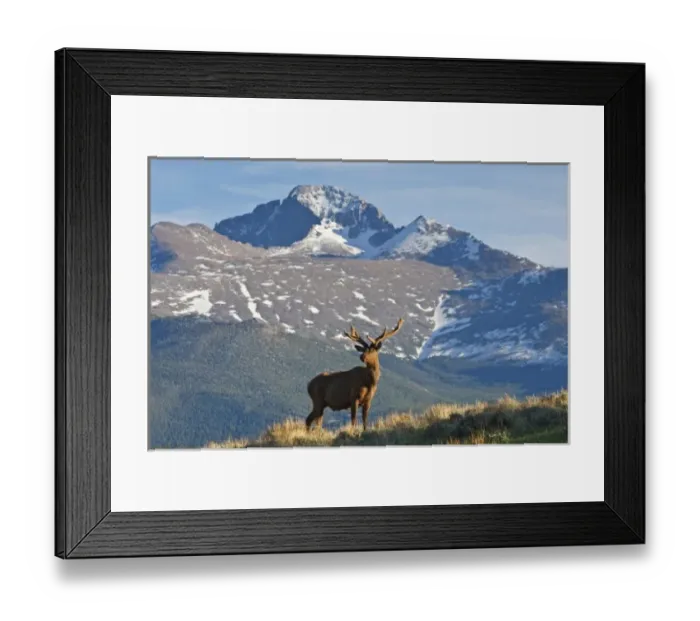 Framed Print : USA, Colorado, Rocky Mountain National Park, elk (Cervus elaphus) bull with velvet covered antlers Framed Print : USA, Colorado, Rocky Mountain National Park, elk (Cervus elaphus) bull with velvet covered antlers