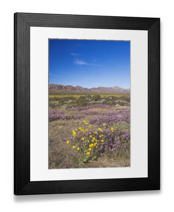 Framed Print : Desert Gold & Sand Verbena at Amboy Crater, CA, USA Framed Print : Desert Gold & Sand Verbena at Amboy Crater, CA, USA