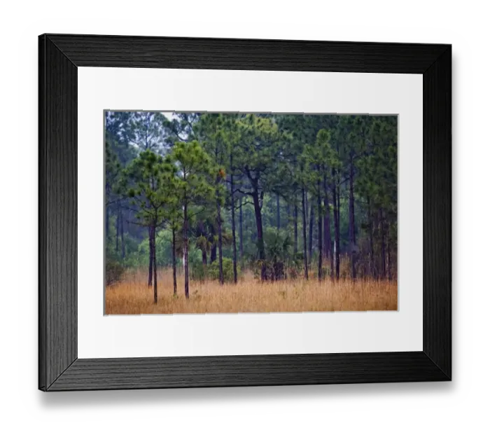 Framed Print : USA, North America, Florida Framed Print : USA, North America, Florida
