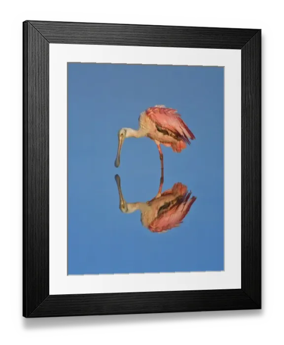 Framed Print : USA, Bird, Florida, Sanibel Island, J. N. Ding Darling, NWR Roseate Spoonbill Fully Framed Print : USA, Bird, Florida, Sanibel Island, J. N. Ding Darling, NWR Roseate Spoonbill Fully
