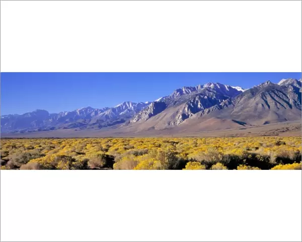 USA, California, Owens Valley. Rabbitbrush blooms in the late summer in the Owens Valley
