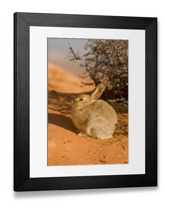 Framed Print : USA, North America, Arizona Framed Print : USA, North America, Arizona
