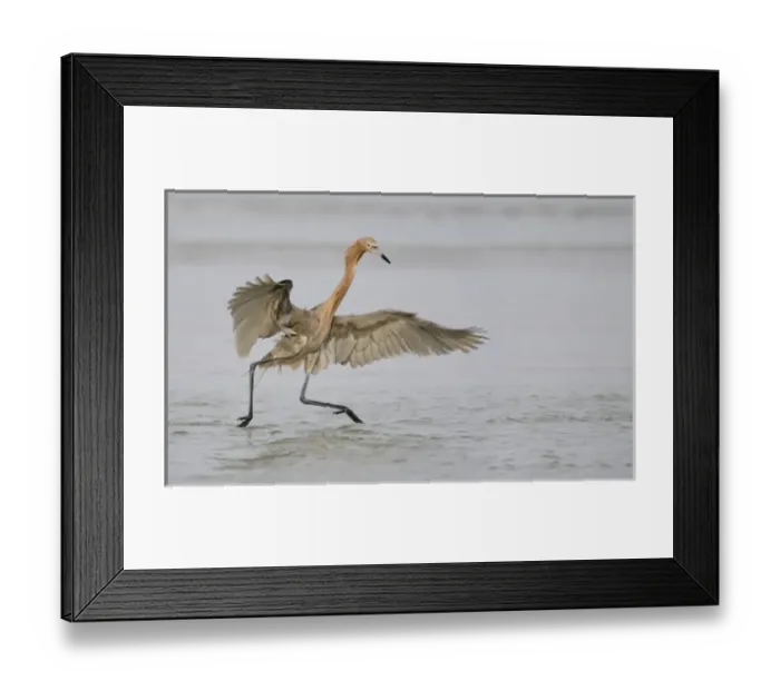 Framed Print : USA, North America, Florida Framed Print : USA, North America, Florida