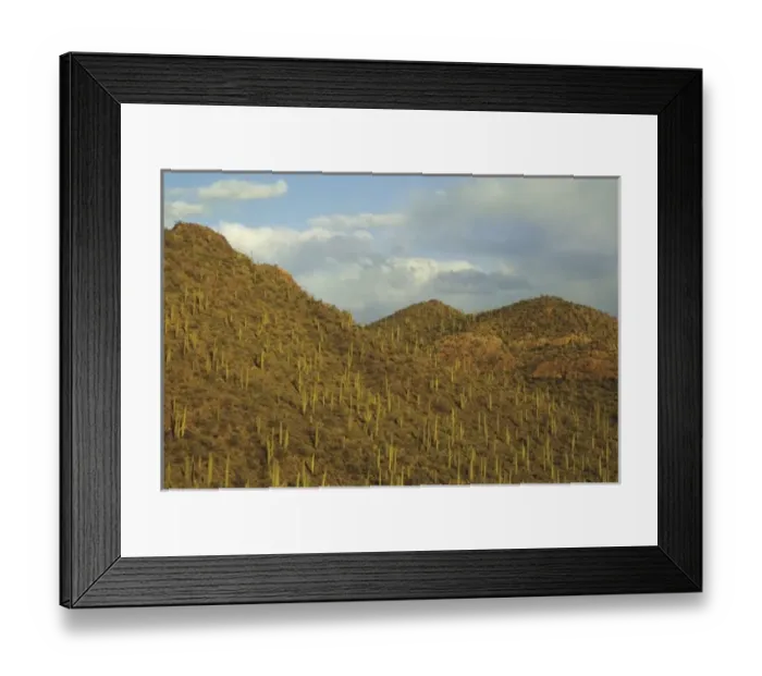 Framed Print : Giant saguaro cactus (Cereus giganteus), Saguaro National Park, Tucson, Arizona Framed Print : Giant saguaro cactus (Cereus giganteus), Saguaro National Park, Tucson, Arizona