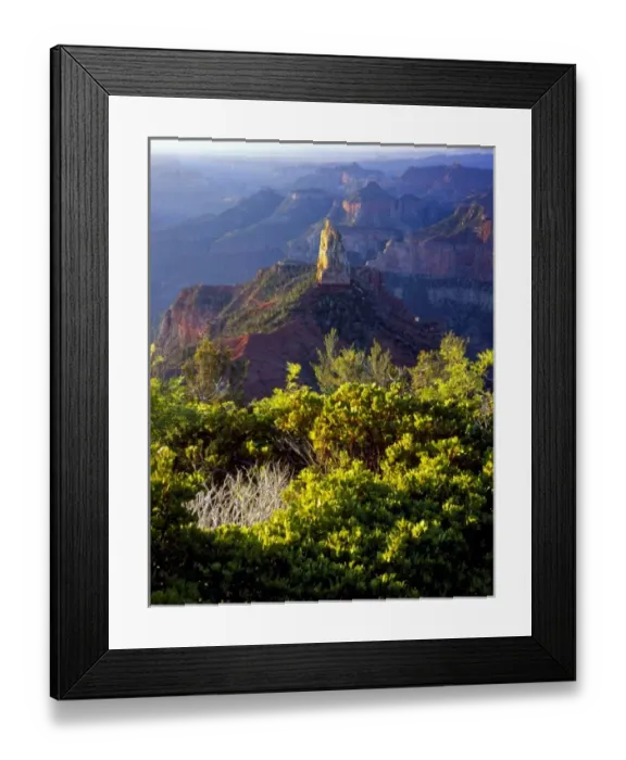 Framed Print : Grand Canyon National Park, Arizona. USA. Manzanita (Arctostaphylos patula) & mountain mahogany
