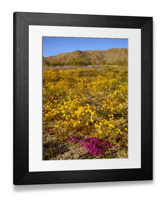 Framed Print : USA, California, Joshua Tree National Park Framed Print : USA, California, Joshua Tree National Park