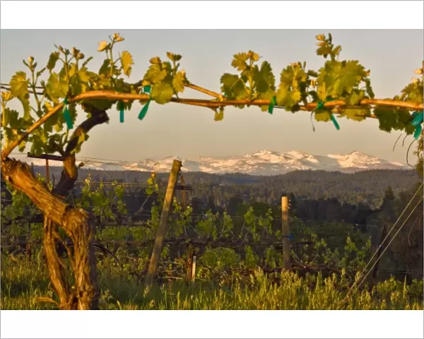 USA, California, Pleasant Valley, El Dorado County, Viognier vines in the foreground