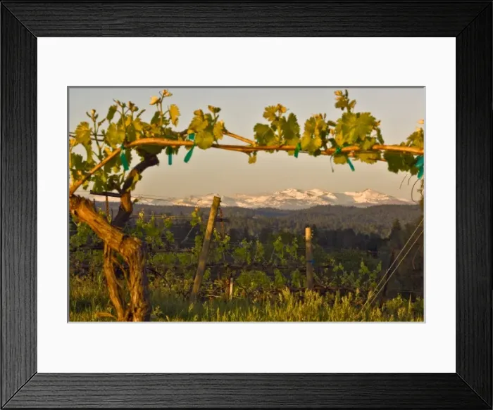 Framed Print : USA, California, Pleasant Valley, El Dorado County, Viognier vines in the foreground