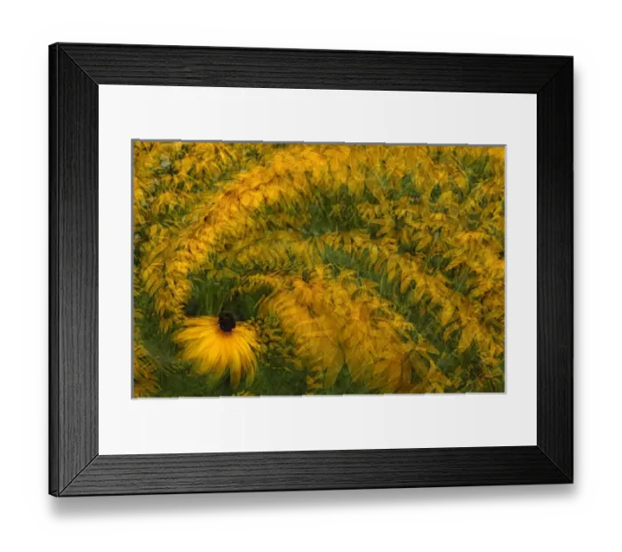 Framed Print : North America, USA, Florida, Orlando, colorful swirl in camera multiple exposure of golden daisies Framed Print : North America, USA, Florida, Orlando, colorful swirl in camera multiple exposure of golden daisies