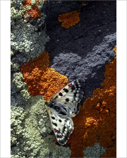 USA, Colorado. Mariposa butterfly on lichen-covered boulder in Rocky Mountains