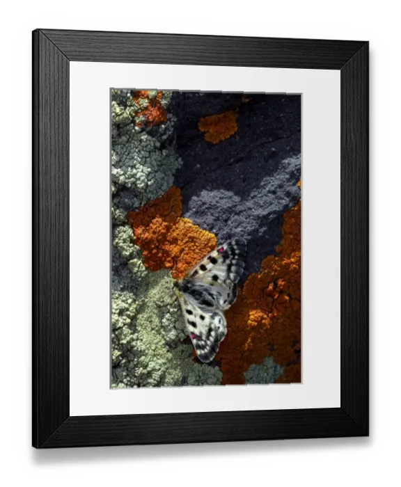 Framed Print : USA, Colorado. Mariposa butterfly on lichen-covered boulder in Rocky Mountains Framed Print : USA, Colorado. Mariposa butterfly on lichen-covered boulder in Rocky Mountains