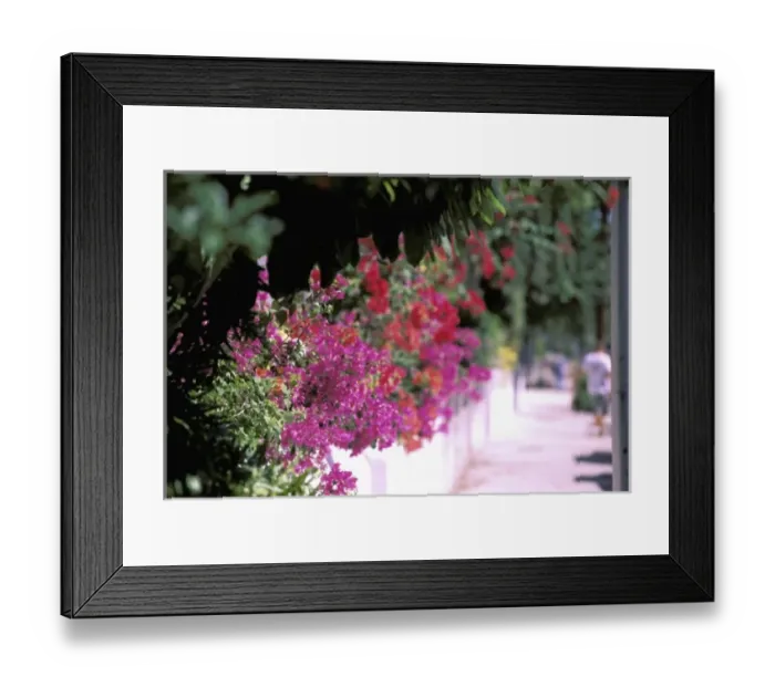 Framed Print : North America, USA, Florida, Florida Keys, Key West. Flowers along sidewalk Framed Print : North America, USA, Florida, Florida Keys, Key West. Flowers along sidewalk
