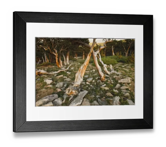 Framed Print : USA, North America, Colorado Framed Print : USA, North America, Colorado