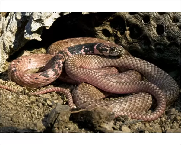 Western Coachwhip Snake, Masticophis flagellum, resting on sand by a log in SW Arizona, USA