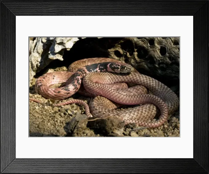 Framed Print : Western Coachwhip Snake, Masticophis flagellum, resting on sand by a log in SW Arizona, USA