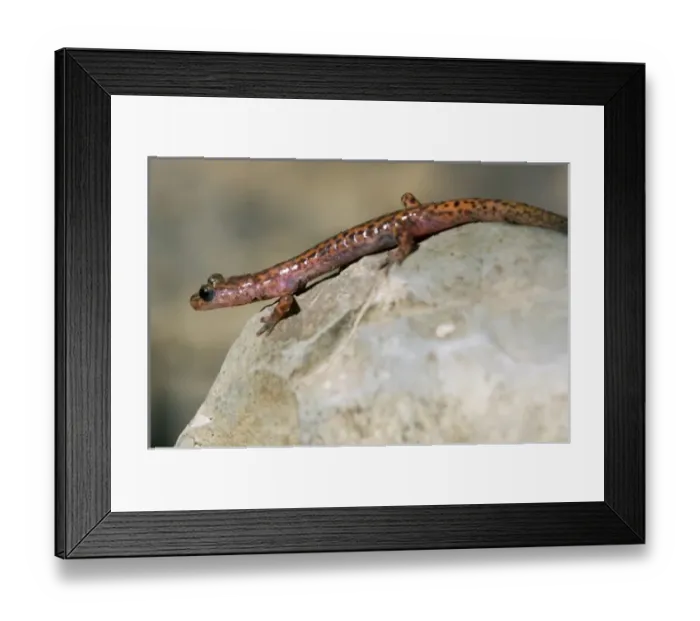 Framed Print : USA, North America, Arkansas Framed Print : USA, North America, Arkansas