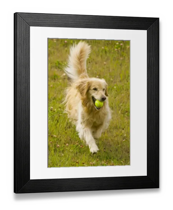 Framed Print : USA, North America, Colorado Framed Print : USA, North America, Colorado