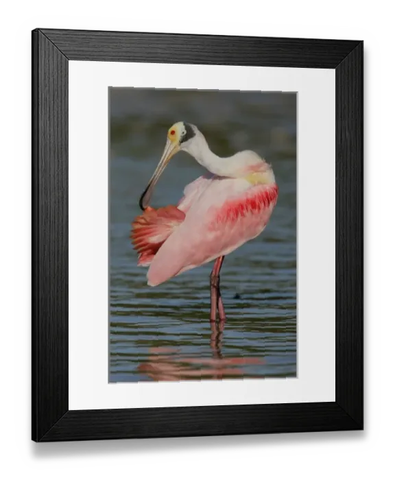 Framed Print : USA, Florida, Tampa Bay, Alafaya Banks. Roseate spoonbill stands in water preening feathers Framed Print : USA, Florida, Tampa Bay, Alafaya Banks. Roseate spoonbill stands in water preening feathers