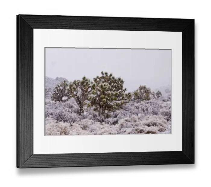 Framed Print : USA, California, Yucca brevifolia, Joshua trees, desert and snowfall Credit as Framed Print : USA, California, Yucca brevifolia, Joshua trees, desert and snowfall Credit as