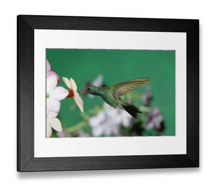Framed Print : Male feeding on Nicotiana(Nicotiana ssp. ), Madera Canyon, Arizona, USA