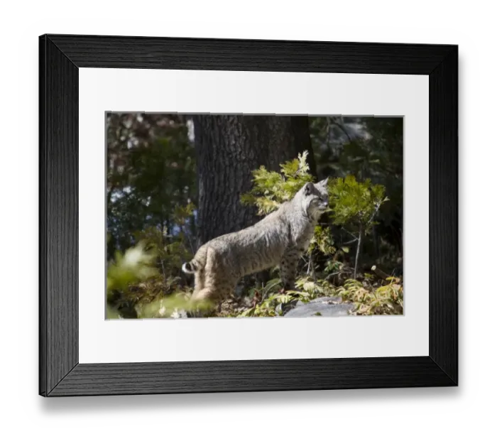 Framed Print : USA, North America, California Framed Print : USA, North America, California