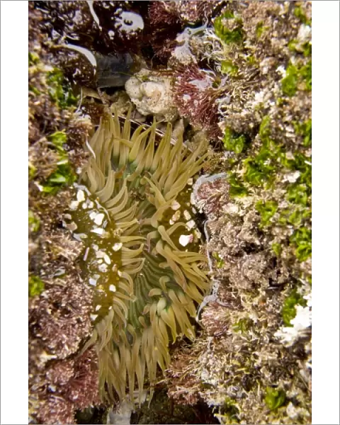 USA, CA, San Diego. Sea anemone in a tide pool near the La Jolla Coves