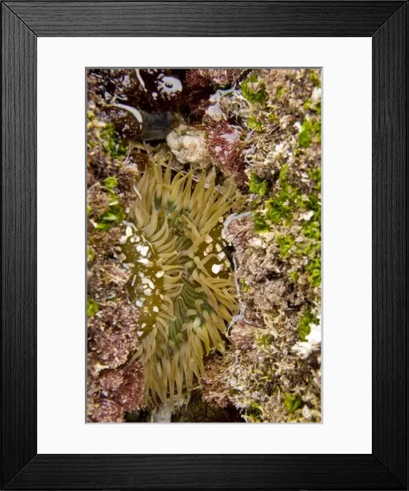 Framed Print : USA, CA, San Diego. Sea anemone in a tide pool near the La Jolla Coves Framed Print : USA, CA, San Diego. Sea anemone in a tide pool near the La Jolla Coves