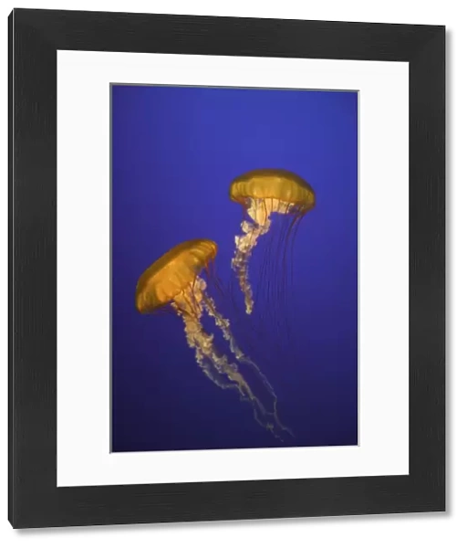 USA, California, Monterey. Two sea nettles float at Monterey Bay Aquarium