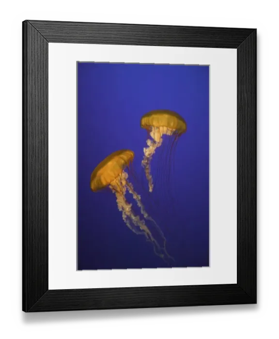 Framed Print : USA, California, Monterey. Two sea nettles float at Monterey Bay Aquarium Framed Print : USA, California, Monterey. Two sea nettles float at Monterey Bay Aquarium