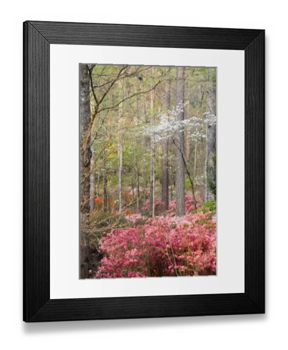 Framed Print : USA, North America, Georgia Framed Print : USA, North America, Georgia