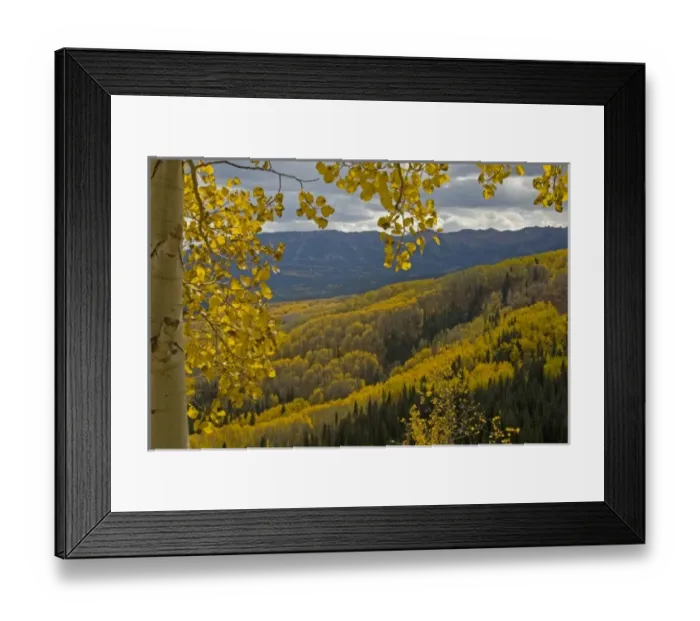 Framed Print : USA, Colorado, Gunnison National Forest. Fall color below Ohio Pass Framed Print : USA, Colorado, Gunnison National Forest. Fall color below Ohio Pass