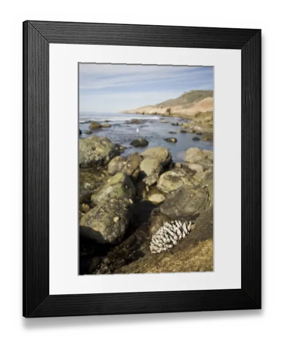 Framed Print : USA, CA, San Diego. A cluster of muscles clings to the rocky coast at the tidepools