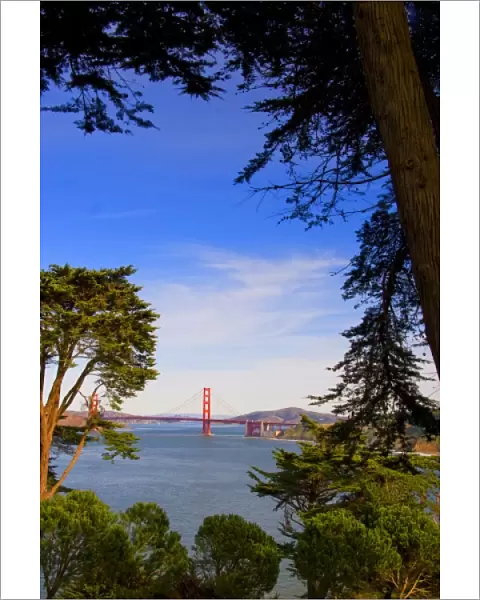 San Francisco Golden Gate Bridge framed by trees taken from Lincoln Park