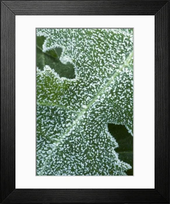 Framed Print : Early morning frost on leaves along the Buffalo River, Steel Creek access, Buffalo National River
