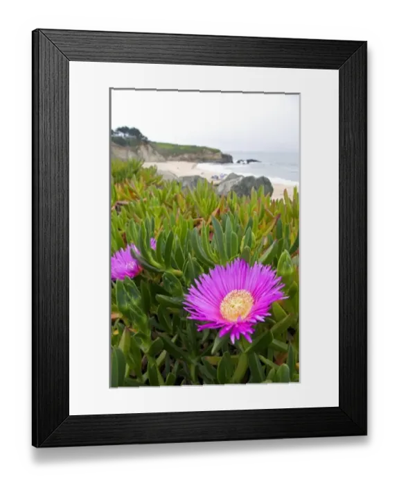 Framed Print : The flower of an ice plant on the California coast