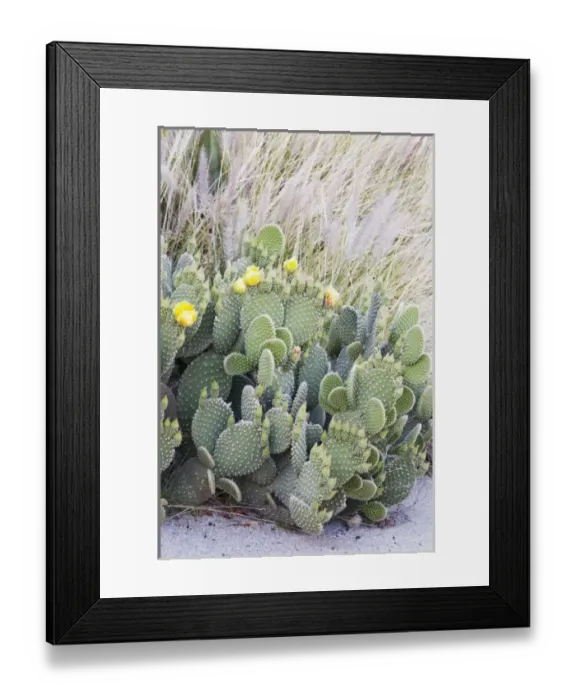 Framed Print : USA, North America, California Framed Print : USA, North America, California