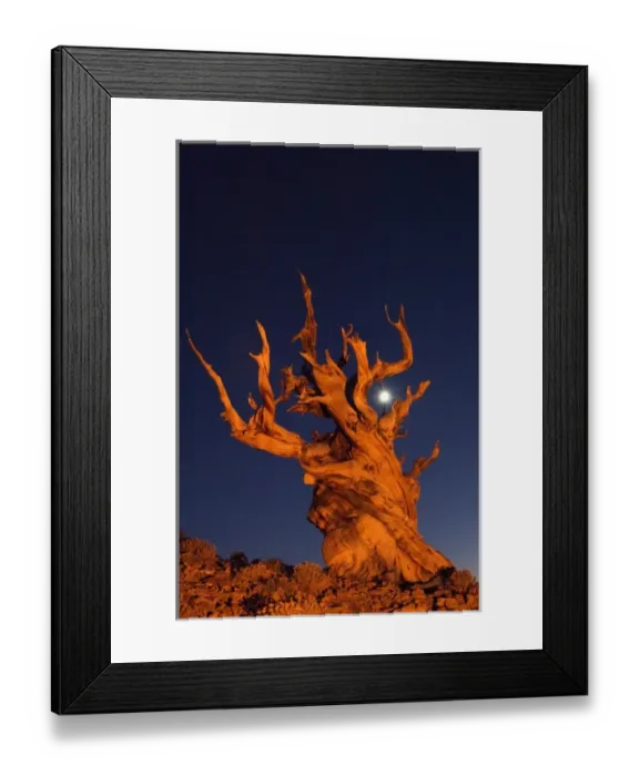 Framed Print : USA, California, White Mountains, Moon and bristlecone pine tree at night lit with colored flash Framed Print : USA, California, White Mountains, Moon and bristlecone pine tree at night lit with colored flash